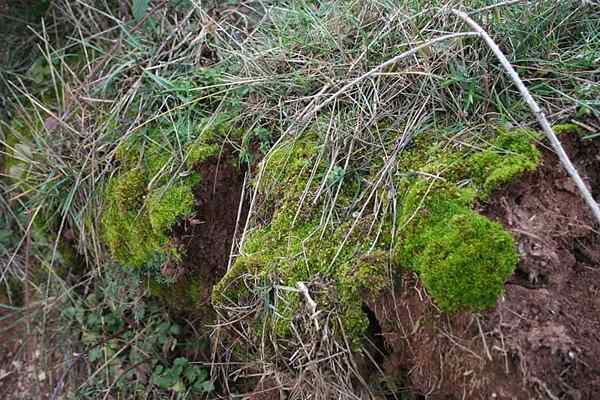 Estrutura e características do arquegonium