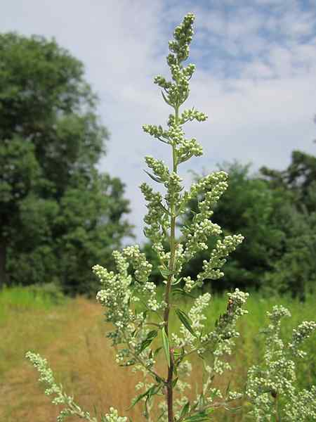 Artemisia vulgaris karakteristik, habitat, penggunaan, budidaya, penyakit