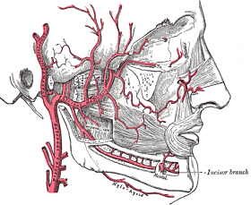 Sisäinen ylä- ja ylä- ja valtimoiden anatomia, kliiniset näkökohdat