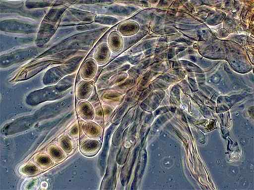 Ascospores egenskaper, träning, funktioner, exempel