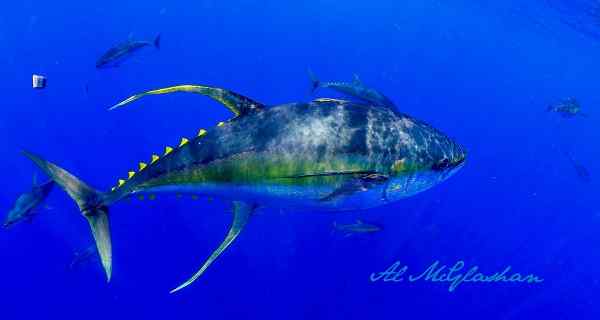 Ciri -ciri tuna sirip kuning, habitat, makanan