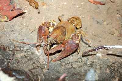 Austropotamobius pallipes kenmerken, habitat en reproductie