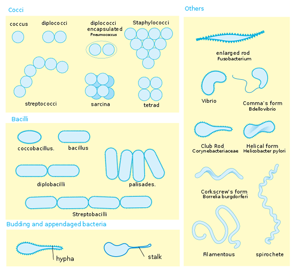 Bacillus -egenskaper, typer, klassificering, exempel