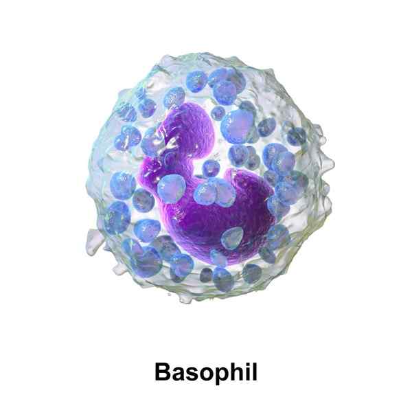 Basofils -kenmerken, morfologie, functies, ziekten