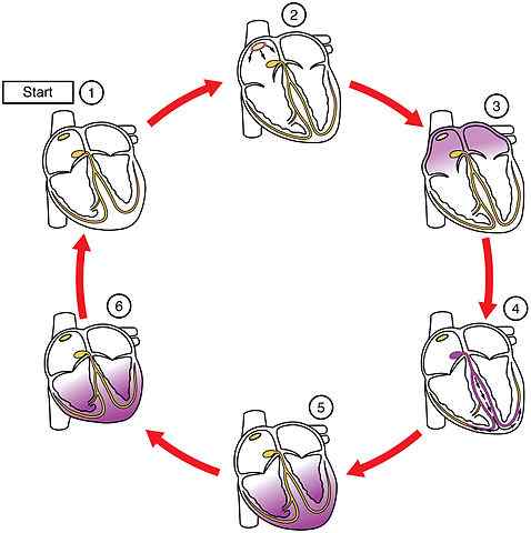 Battropism ce que c'est, électrophysiologie, stimulateur cardiaque physiologique