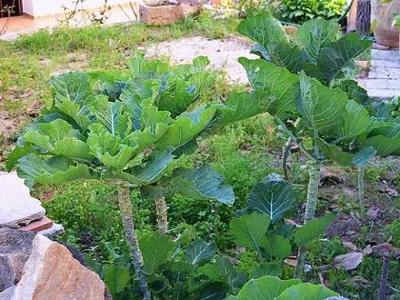 Características do Galiciano Berza, Propriedades, Cultivo, Cuidado