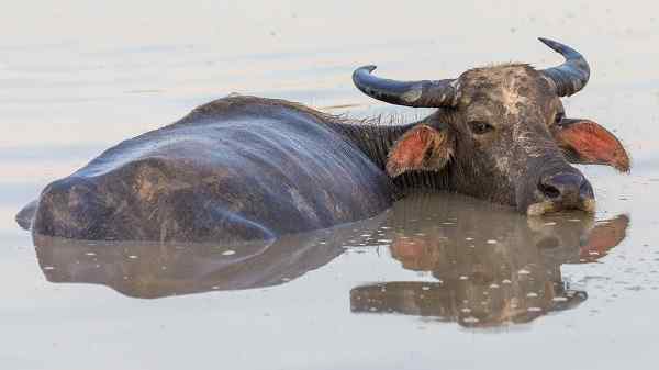 Waterbuffelarkenmerken, habitat, voedsel, reproductie