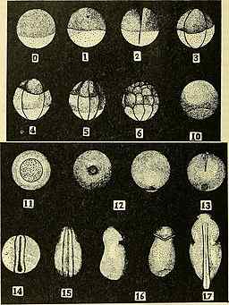Formation des blastomères, développement d'embryons