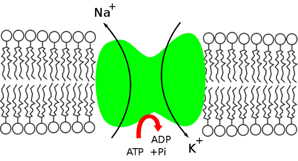 Struktura kalijeve natrijeve črpalke, funkcija, mehanizem, pomen
