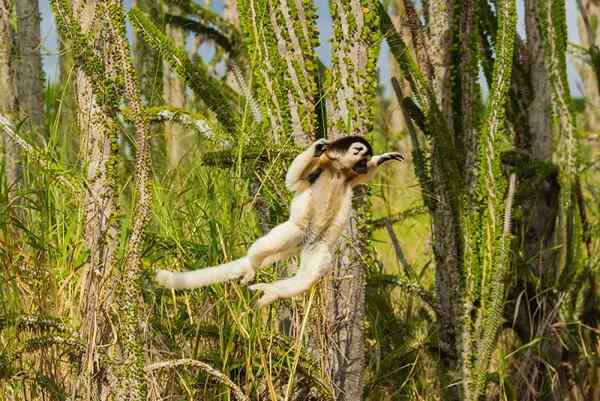 Karakteristik hutan berduri, flora, fauna, iklim