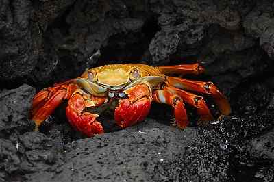 Brachyuran ominaisuudet, taksonomia, ravitsemus, lisääntyminen