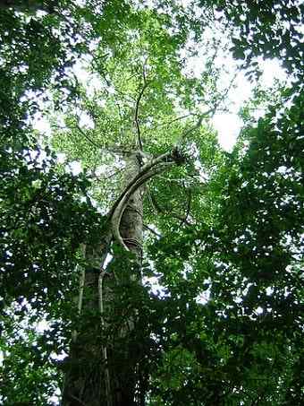 Brosimum Alicastrum -kenmerken, habitat, gebruik, cultuur