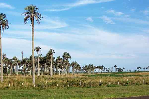 Características de Butia Yatay, Habitat, Usa, Cuidado