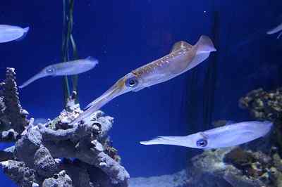 Charakteristische Tintenfisch, Lebensraum, Arten, Reproduktion