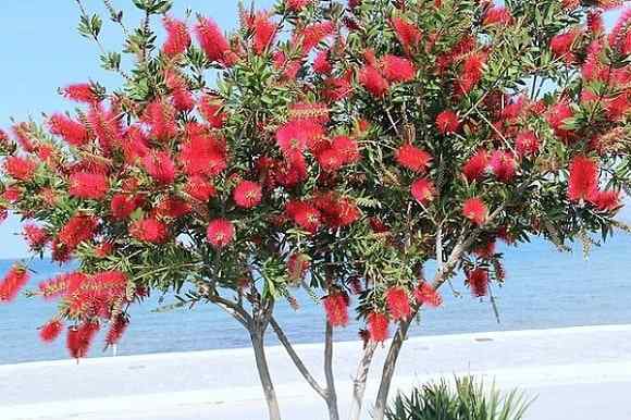 Charakteristiky Callistemon Citrinus, biotop, použitia, choroby