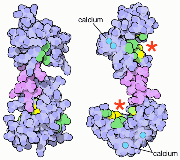 Calmodulin Structure, Functions and Mechanism of Action