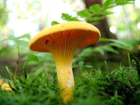 Cantrarellus cibarius -kenmerken, habitat, reproductie, gebruik