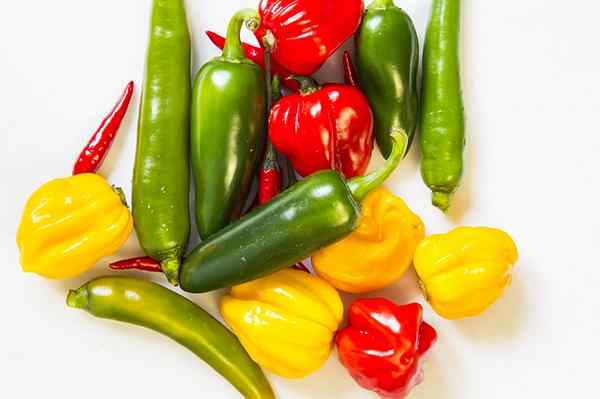 Karakteristik Capsicum, Habitat, Properti, Spesies