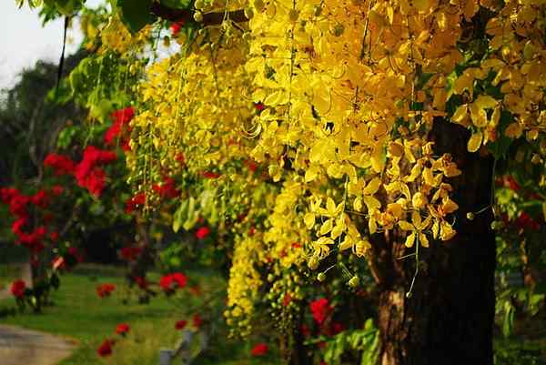 Cassia fistelkarakteristikker, taksonomi, distribusjon, bruk