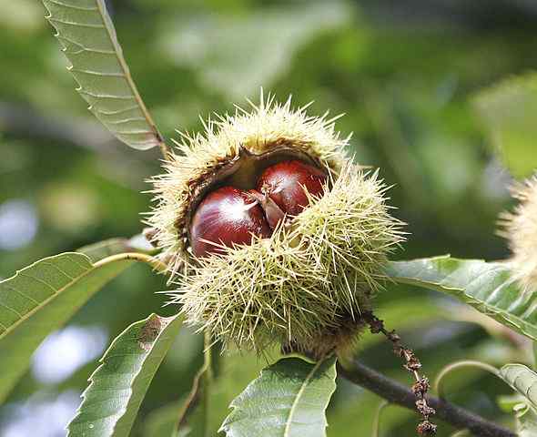 Satia -karakterer, habitat, kultur, bruker