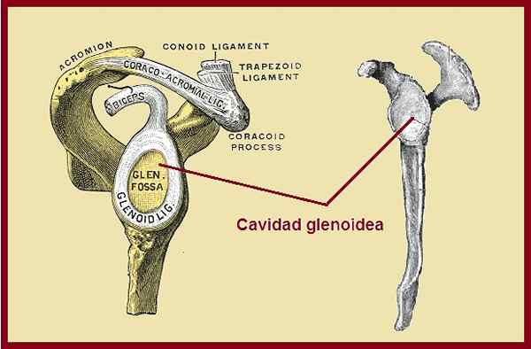 Glenoïde holtekarakteristieken, functie, pathologieën, aandoeningen