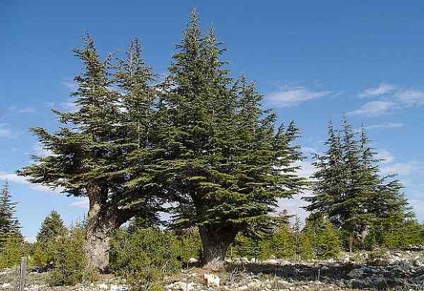 Libanon Cedar, biotop, použitie, starostlivosť