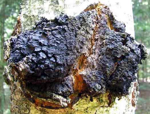 Caractéristiques de Chaga, reproduction, propriétés, contre-indications