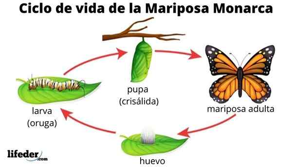 Faze in značilnosti življenjskega cikla metuljev (s slikami)