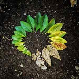 Stopnje rastlinskega življenjskega cikla in njihove značilnosti