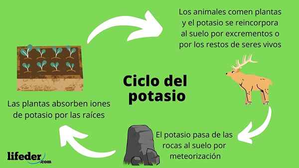 Conceito do ciclo de potássio, estágios e importância