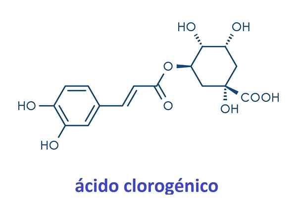 Klorogensyra