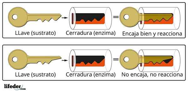 Kineettinen entsyymi