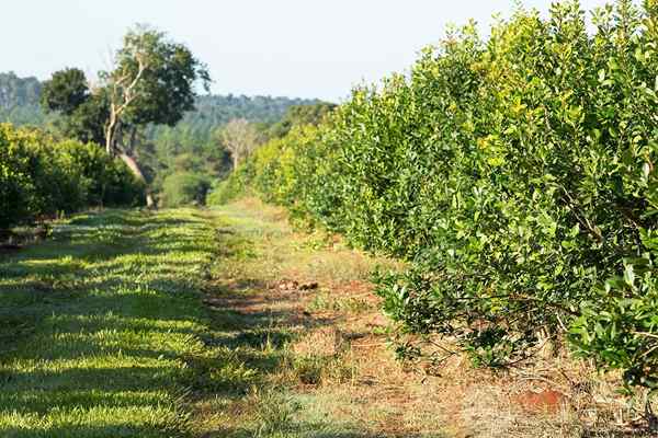 Circuito produttivo delle fasi e delle caratteristiche del compagno Yerba