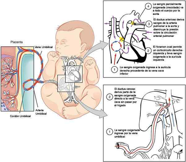 Operazione di circolazione fetale e caratteristiche anatomiche