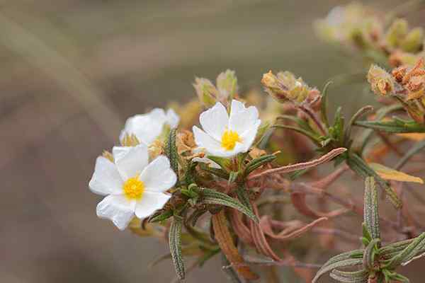 Karakteristik Cistus Clusii, Taksonomi, Habitat, Distribusi, Penggunaan