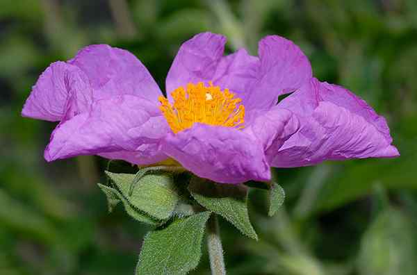 Cistus cegicus beskrivning, livsmiljö, egenskaper, vård