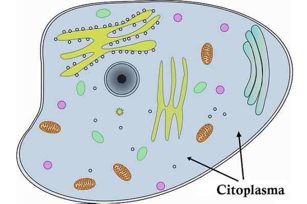 Funkcie, diely a vlastnosti cytoplazmy