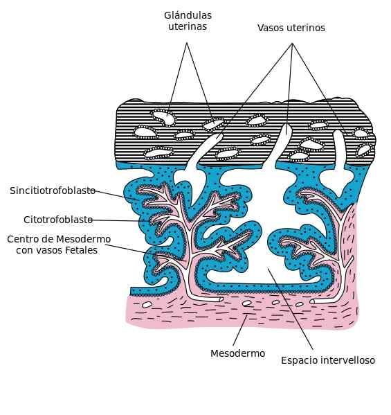 Cytotrofoblastegenskaper, utveckling och funktion