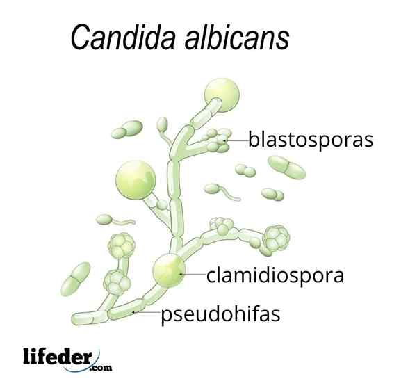 Clamidosporas