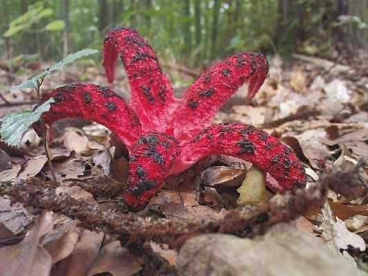 Clathrus Arceri -kenmerken, habitat, reproductie, voeding