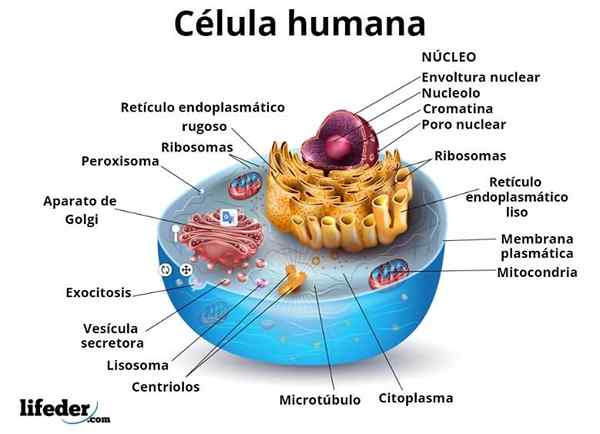 Menselijke celkenmerken, functies, delen (organellen)