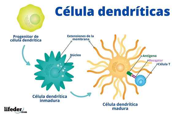 Charakteristiky dendritických buniek, funkcie, typy
