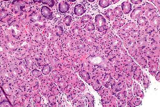 Značilne parietalne celice, histologija, funkcije, bolezni