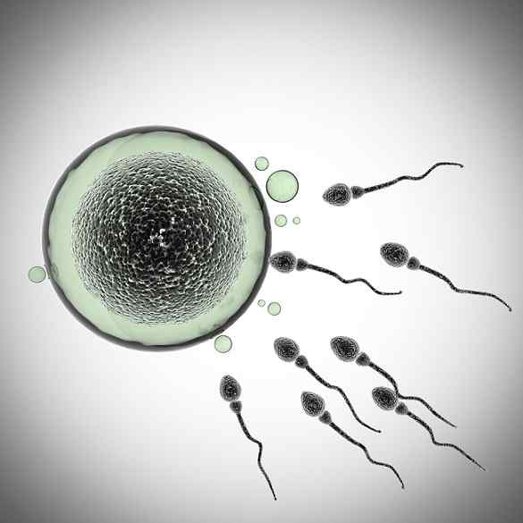 Męskie i żeńskie komórki płciowe, czym one są i jak występują