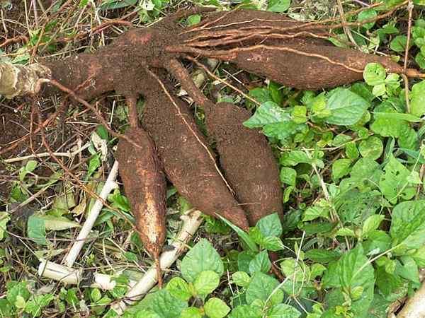 Mikä oli mayan ruoka?