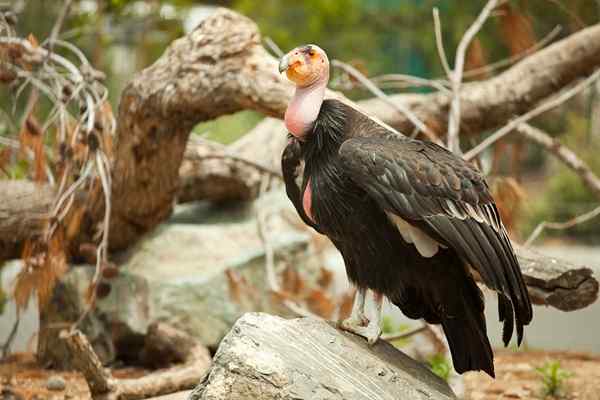 Caratteristiche del California Condor, habitat, riproduzione