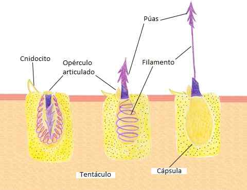 Caractéristiques, structure, fonctions, types de cnidocytes