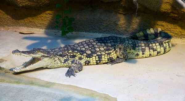 Nil -Krokodileigenschaften, Lebensraum, Lebensmittel, Reproduktion