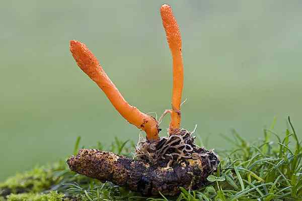 Cordyceps -Eigenschaften, Reproduktion, Ernährung, Spezies