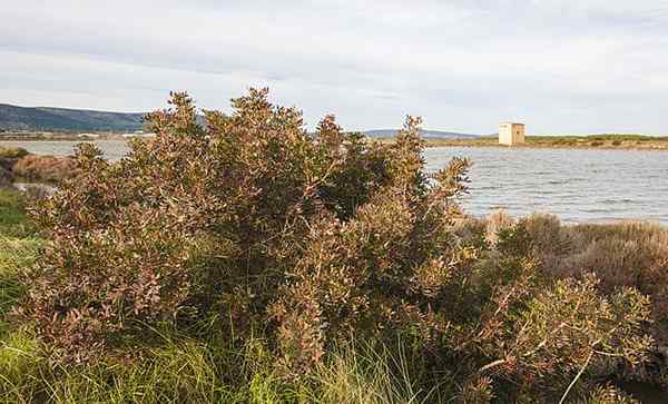 Cornicabra -egenskaper, habitat, egenskaper, dyrking